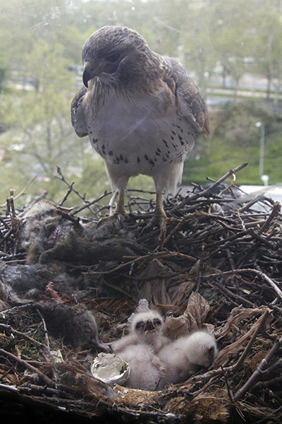 week in wildlife: A red-tailed hawk