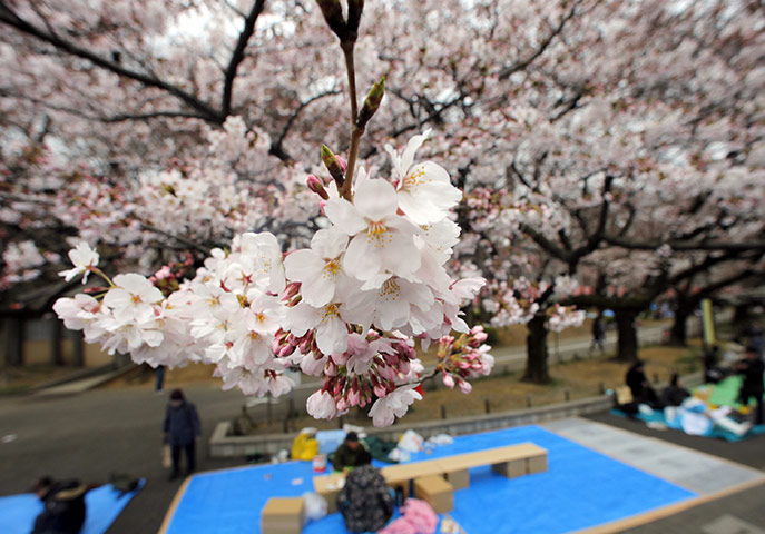 24 hours in pictures: Tokyo, Japan: People prepare for cherry blossom parties in Ueno Park 