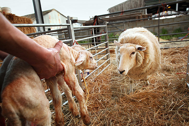 Lambing season begins: Stockman Chaz Eastmond-Roberts leads a ewe into a recovery pen