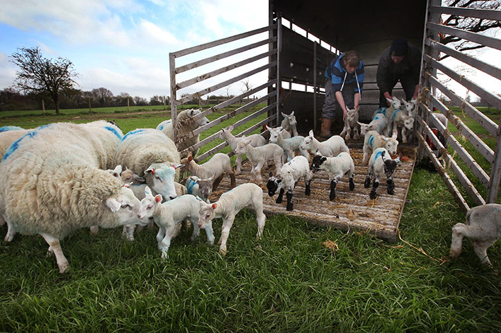 Lambing season begins: Newborn lambs are released into a field for the first time 