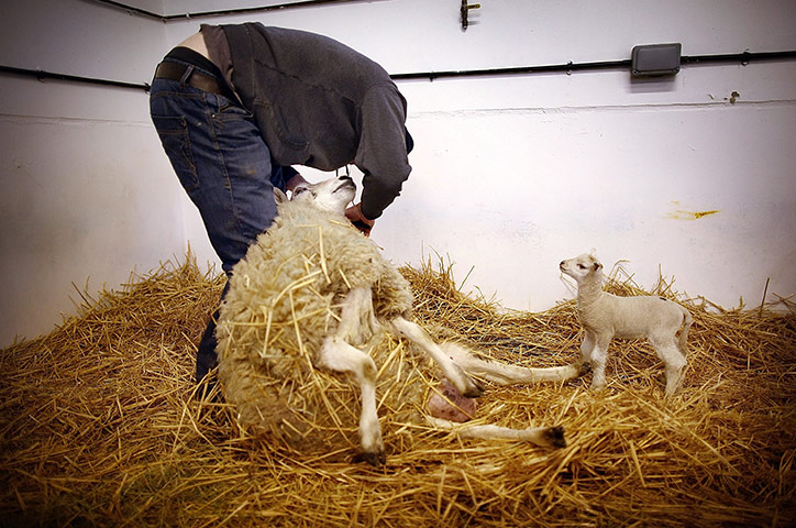 Lambing season begins: A newborn lamb watches as farm worker Ian Watt tags a ewe