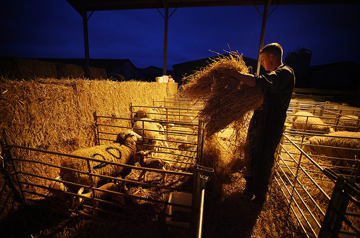 Lambing season begins: Stockman Chaz Eastmond-Roberts gives hay to ewes and their newborn lambs 