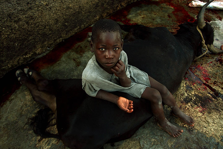 24 hours in pictures: Mariani, Haiti: A child sits on a freshly slaughtered cow 