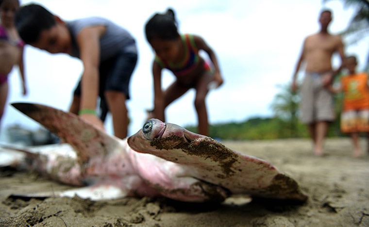 24 hours in pictures: Costa Rica: Children play with a dead hammerhead shark at Manzanillo beach 