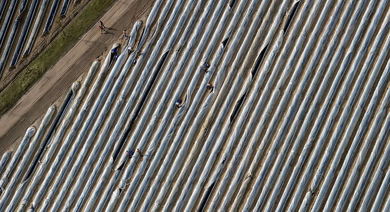 24 hours in pictures: Schoenhagen, Germany: Harvesting an asparagus field