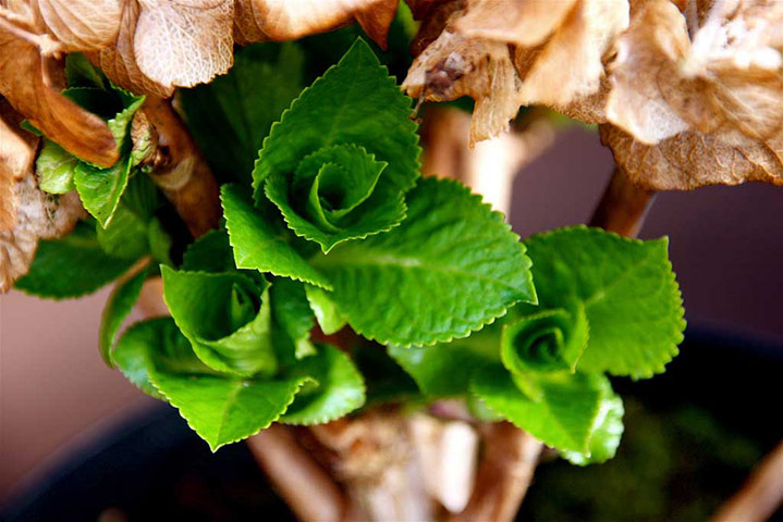 Green Shoots: Readers photo group