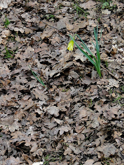 Green Shoots: Readers photo group