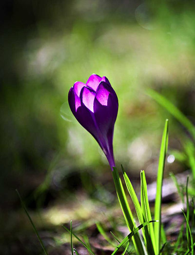 Green Shoots: Readers photo group