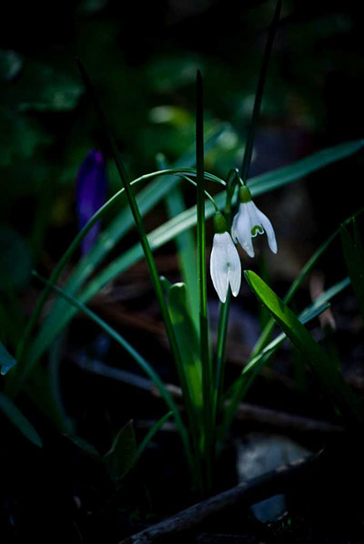 Green Shoots: Readers photo group