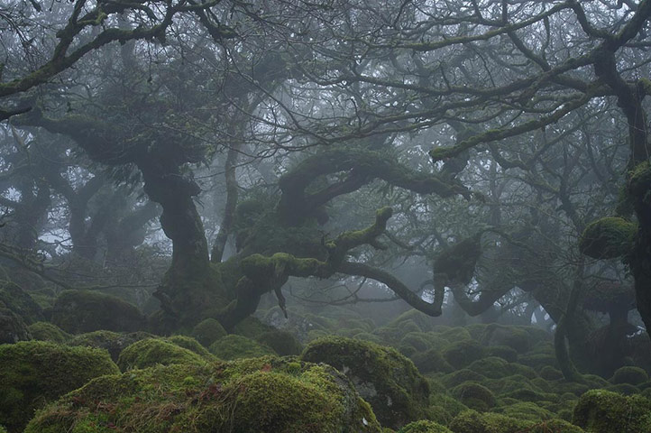 Green Shoots: Readers photo group