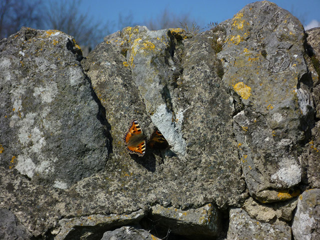 Green Shoots: Readers photo group