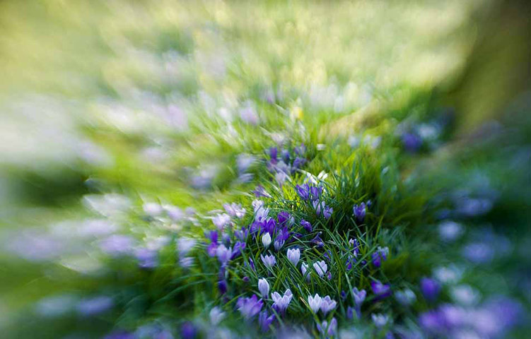 Green Shoots: Readers photo group