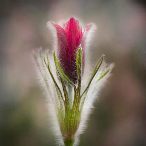 Green Shoots: Readers photo group