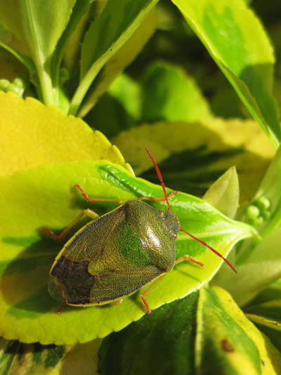 Green Shoots: Readers photo group