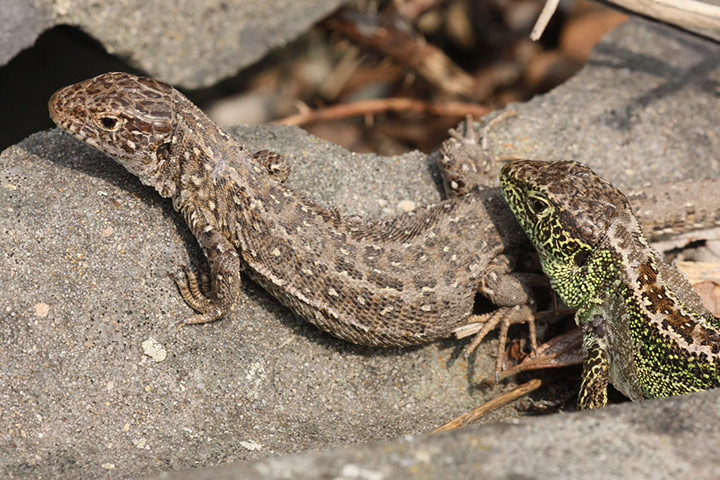 Green Shoots: Readers photo group