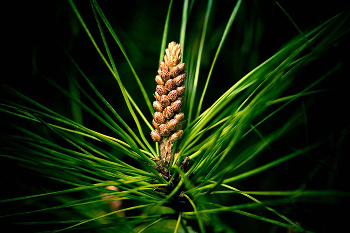 Green Shoots: Readers photo group