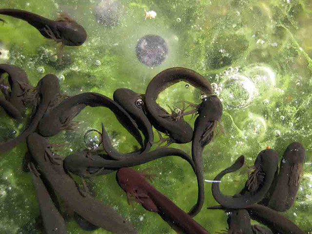 Green Shoots: Readers photo group