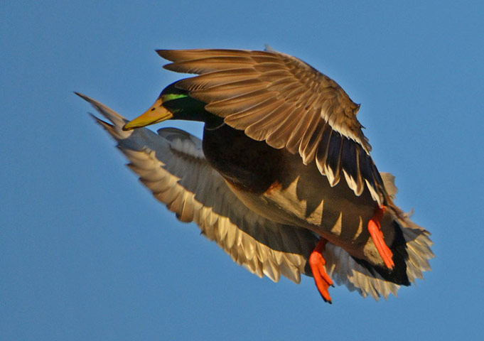 Green Shoots: Readers photo group