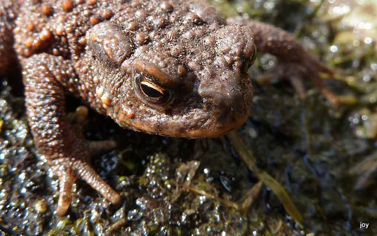Green Shoots: Readers photo group