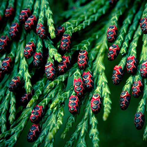 Green Shoots: Readers photo group