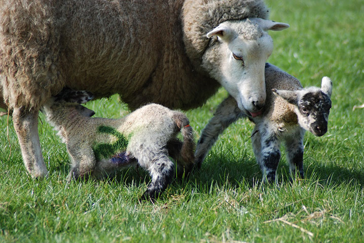 Green Shoots: Readers photo group