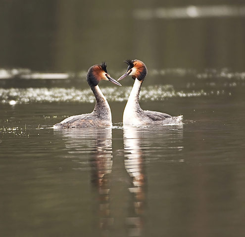 Green Shoots: Readers photo group