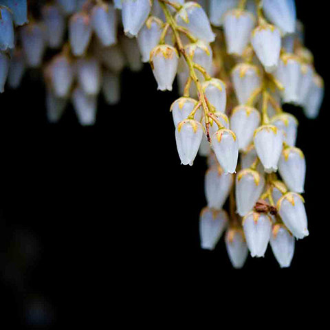 Green Shoots: Readers photo group