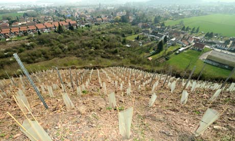 Chardonnay vines planted on a slag heap in Haillicourt, France