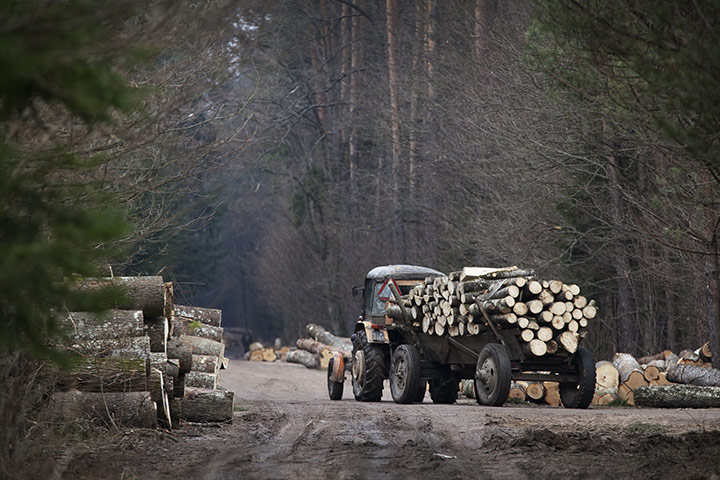 Bialowieza Forest: the last remaining primeval forest in European lowlands