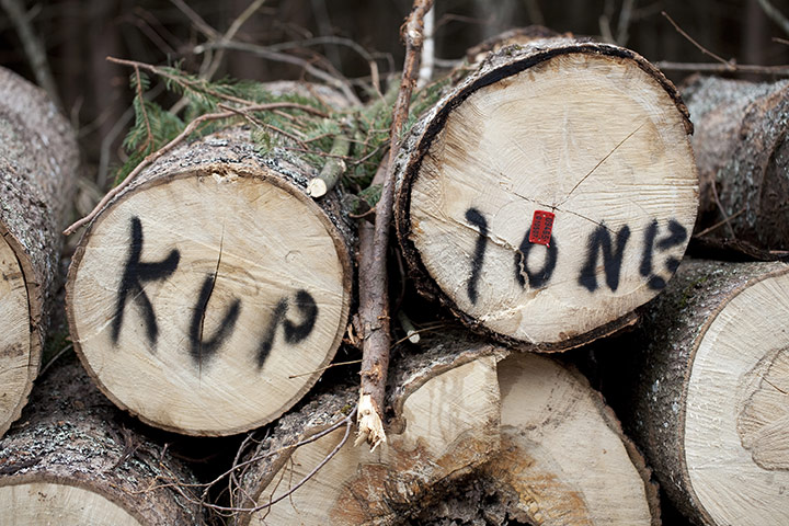 Bialowieza Forest: the last remaining primeval forest in European lowlands