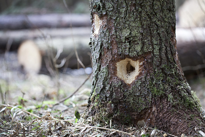 Bialowieza Forest: the last remaining primeval forest in European lowlands