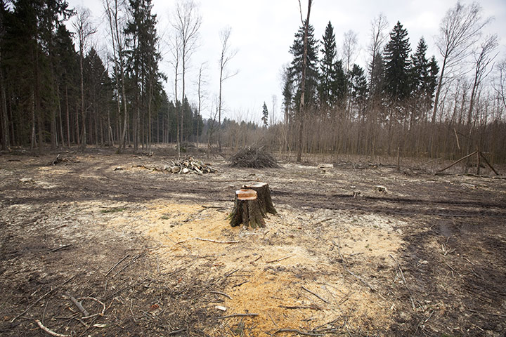 Bialowieza Forest: the last remaining primeval forest in European lowlands