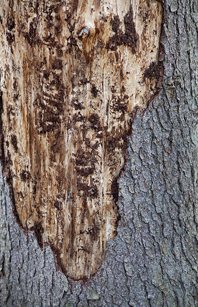 Bialowieza Forest: the last remaining primeval forest in European lowlands