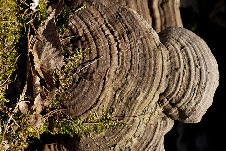 Bialowieza Forest: the last remaining primeval forest in European lowlands