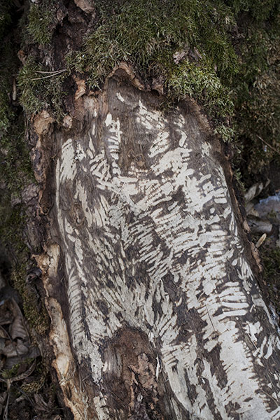 Bialowieza Forest: the last remaining primeval forest in European lowlands