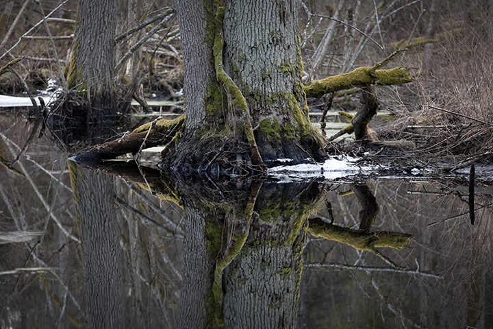 Bialowieza Forest: the last remaining primeval forest in European lowlands