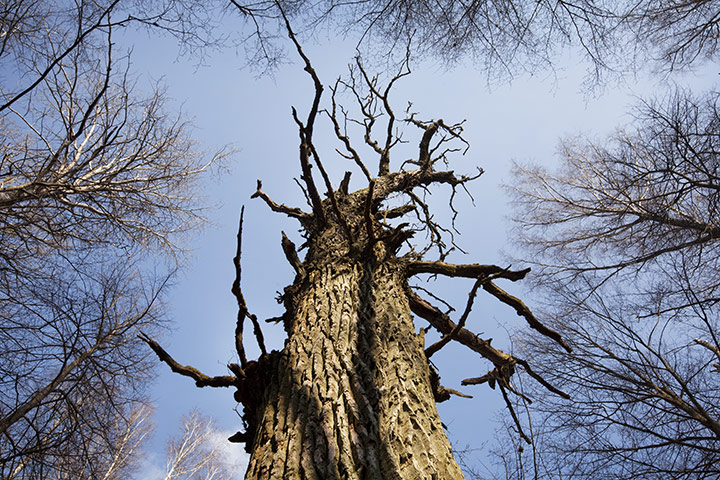 Bialowieza Forest: the last remaining primeval forest in European lowlands