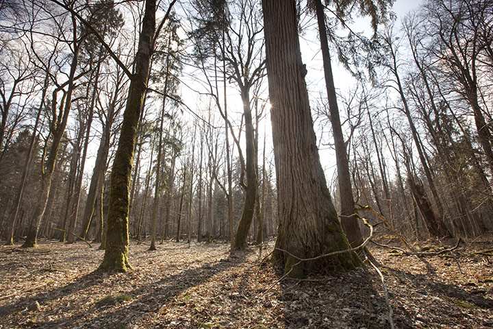 Bialowieza Forest: the last remaining primeval forest in European lowlands