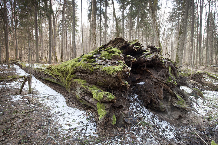 Bialowieza Forest: the last remaining primeval forest in European lowlands