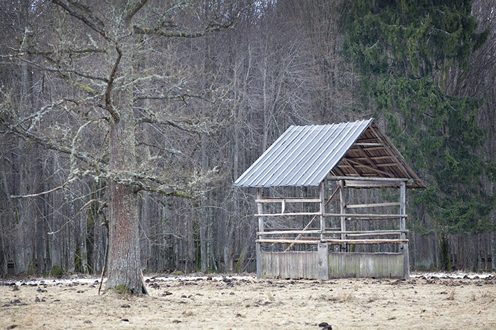 Bialowieza Forest: the last remaining primeval forest in European lowlands