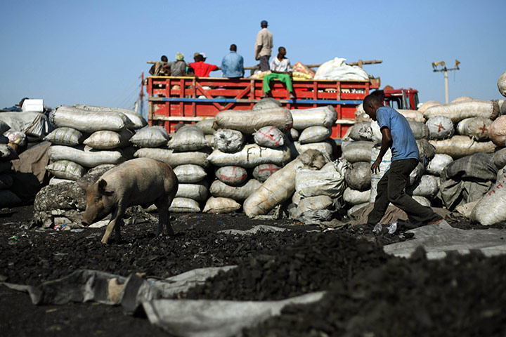 Haiti fuel: Charcoal production in Haiti