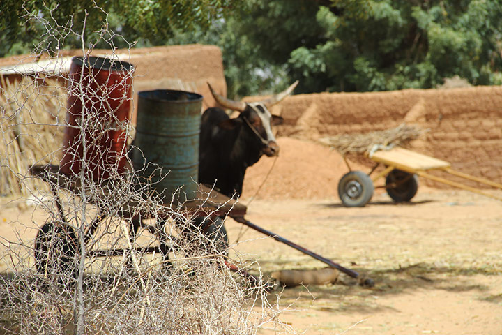 Northern Nigeria midwifes: Reducing pregnancy or childbirth mortality