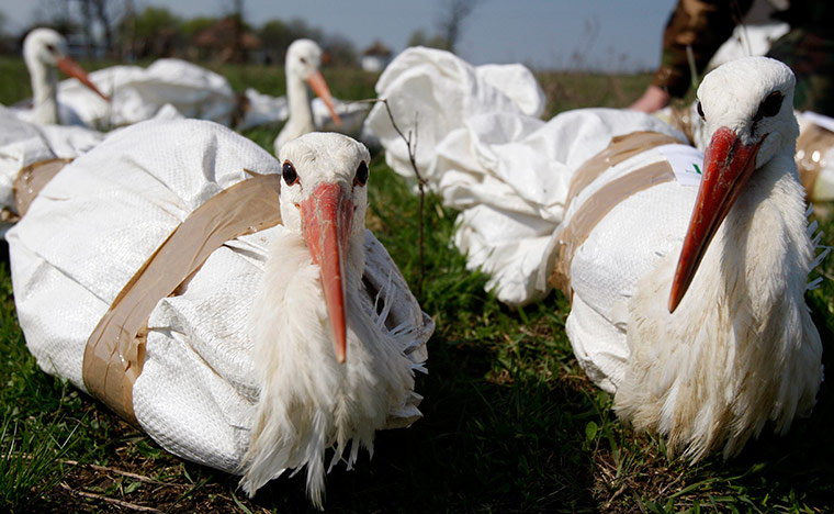 24 hours in pictures: Storks lay bound on the floor before they are set free  in Hungary
