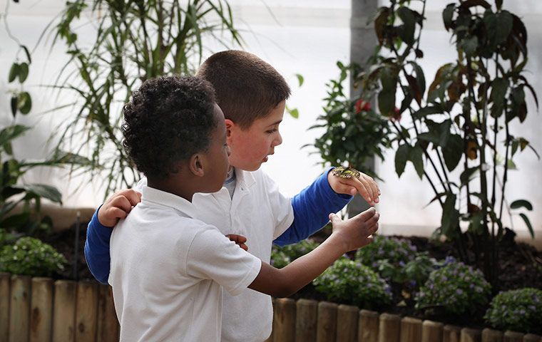 Sensational Butterflies: Tropical Butterflies Displayed At Natural History Museum Exhibition