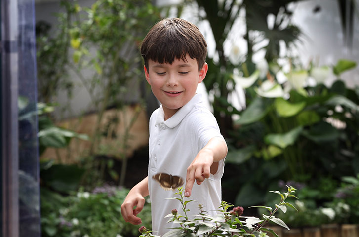 Sensational Butterflies: Tropical Butterflies Displayed At Natural History Museum Exhibition