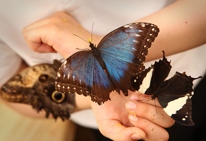 Sensational Butterflies: Tropical Butterflies Displayed At Natural History Museum Exhibition