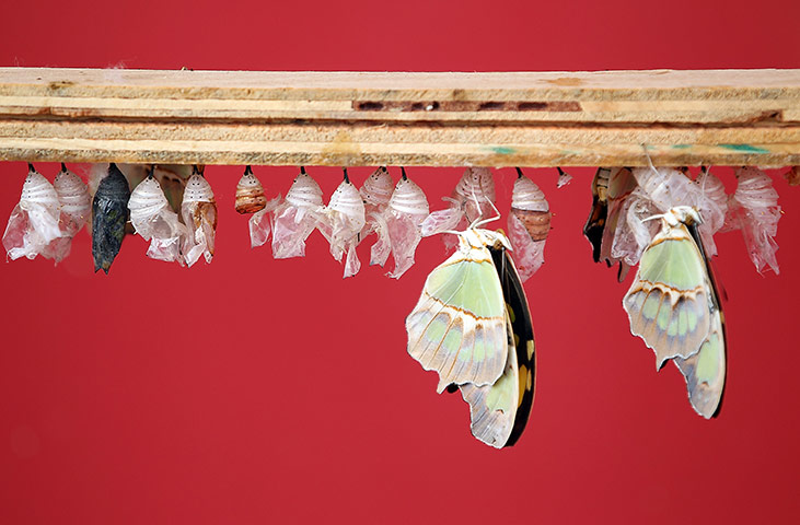 Sensational Butterflies: Tropical Butterflies Displayed At Natural History Museum Exhibition