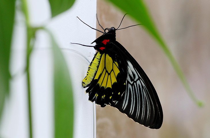 Sensational Butterflies: Tropical Butterflies Displayed At Natural History Museum Exhibition
