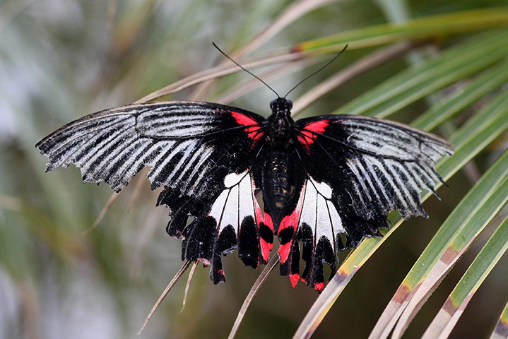 Sensational Butterflies: Tropical Butterflies Displayed At Natural History Museum Exhibition