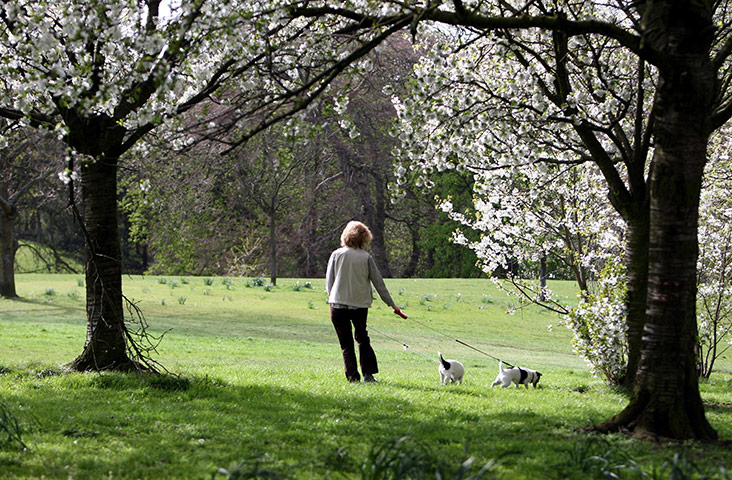 April Hot Weather: A woman walks her dogs in Red House Park, Birmingham